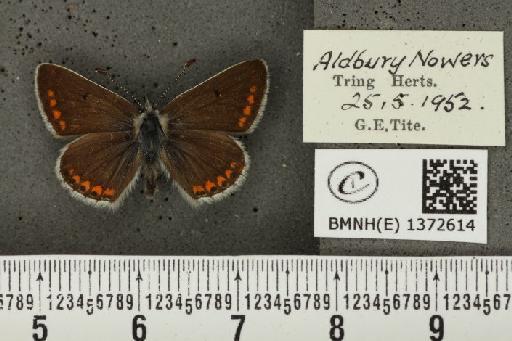 Aricia agestis (Denis & Schiffermüller, 1775) - BMNHE_1372614_178027