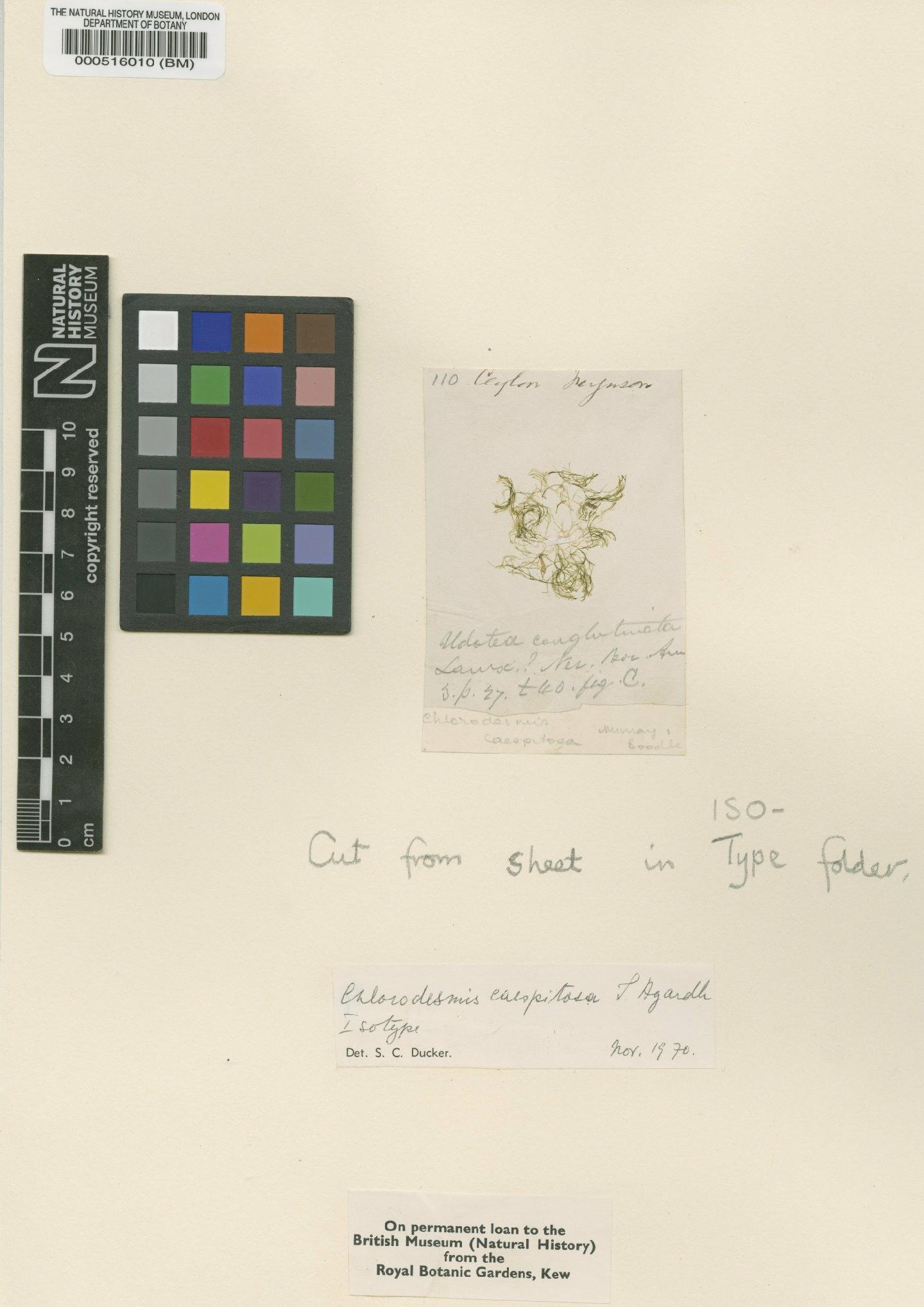 To NHMUK collection (Chlorodesmis caespitosa Agardh; Isotype; NHMUK:ecatalogue:4830067)