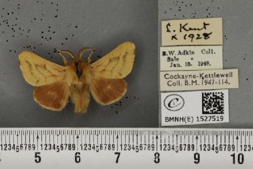 Malacosoma castrensis castrensis (Linnaeus, 1758) - BMNHE_1527519_199146