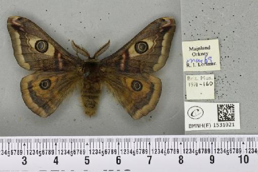 Saturnia pavonia (Linnaeus, 1758) - BMNHE_1531021_200402