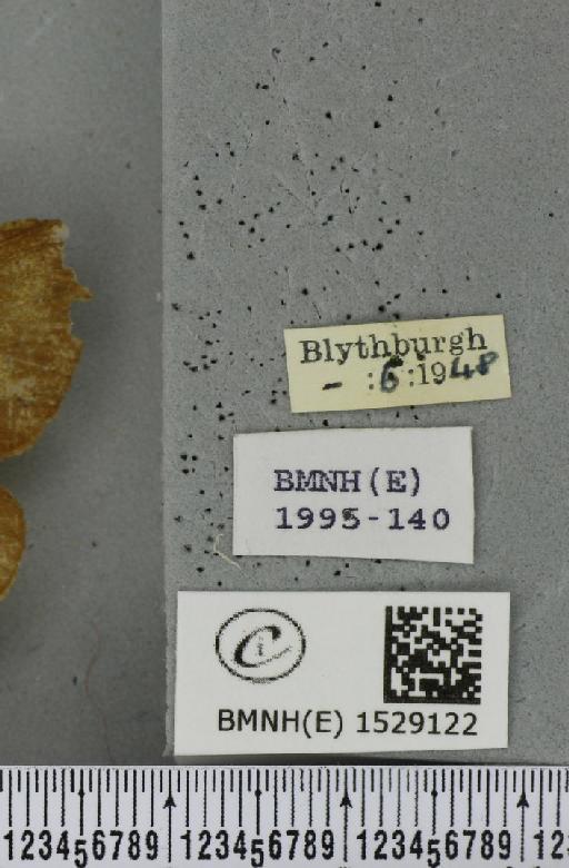 Macrothylacia rubi (Linnaeus, 1758) - BMNHE_1529122_label_196590