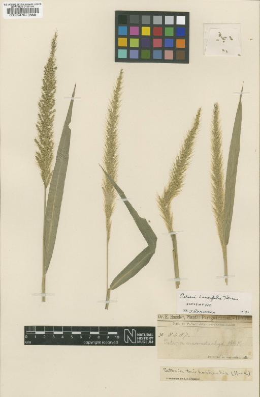 Setaria paucifolia (Morong) Lindm. - BM000524767