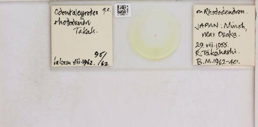 Pealius rhododendrae Takahashi, 1935 - 013488214_117725_1092324_157806_NonType