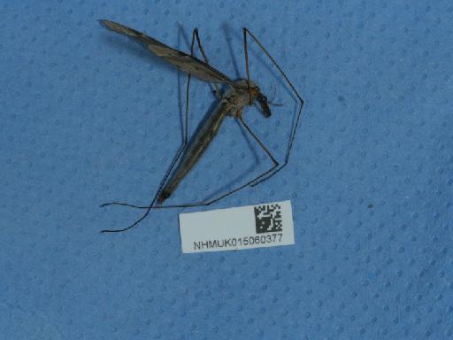 Tipula fulvipennis Walker, 1848 - 015060377_8