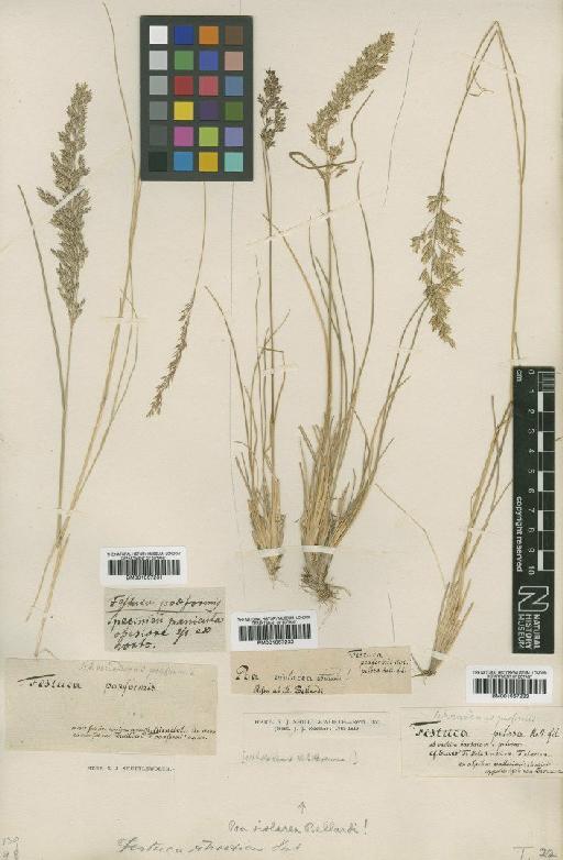 Bellardiochloa violacea (Bellardi) Chiov. - BM001067232