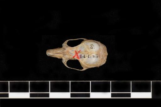 Rhipidomys phaeotis Thomas, 1901 - Oecomys_phaeotis-1901_1_1_23-Holotype-Skull-Dorsal