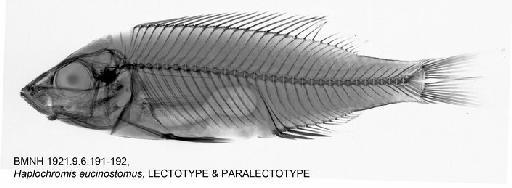 Haplochromis eucinostomus Regan, 1922 - BMNH 1921.9.6.191-192, Haplochromis eucinostomus, LECTOTYPE & PARALECTOTYPE, Radiograph