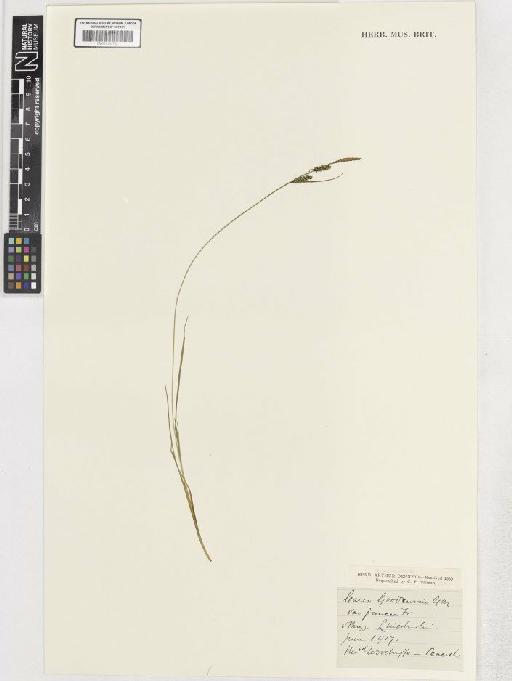 Carex nigra var. juncea - BM001183783 C