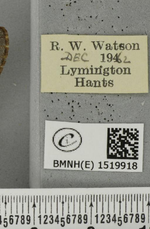 Poecilocampa populi (Linnaeus, 1758) - BMNHE_1519918_label_189232