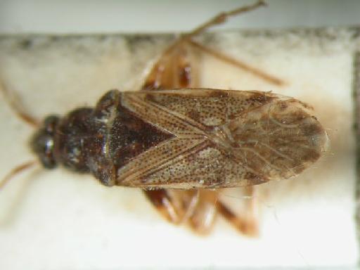 Remaudiereana annulipes Baerensprung - Hemiptera: Remaudiereana Ann