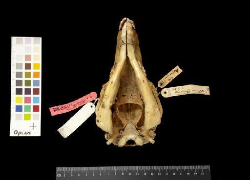 Macropus rufus dissimulatus Rothschild, 1905 - 1939.2777_Skull_Ventral