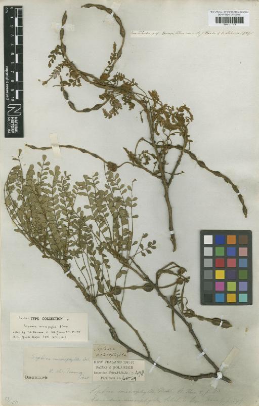 Sophora microphylla Aiton - BM001217974