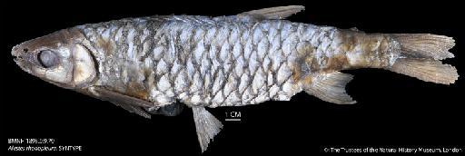 Alestes rhodopleura Boulenger, 1906 - BMNH 1898.9.9.79 Alestes rhodopleura, SYNTYPE