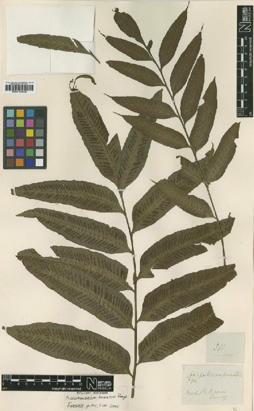 Diplora longifolia (C.Presl) C.Chr. - BM001045335