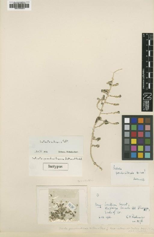 Salsola nitraria Pall. - BM000950600