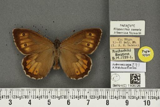 Hipparchia semele hibernica Howarth, 1971 - BMNHE_1100726_11816