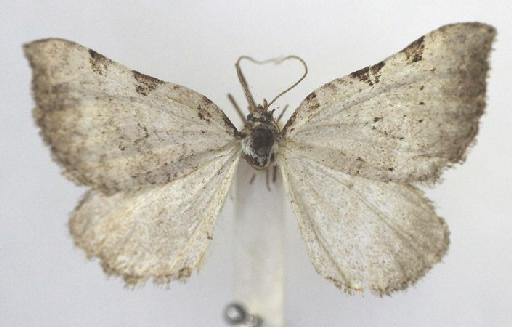 Nebula pseudohalia (Butler, 1882) - Psaliodes pseudohalia Butler syntype female 1325515