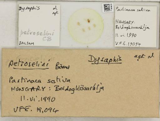 Dysaphis apiifolia petroselini Börner, 1950 - 014883225_112610_1094065_157656_NoStatus