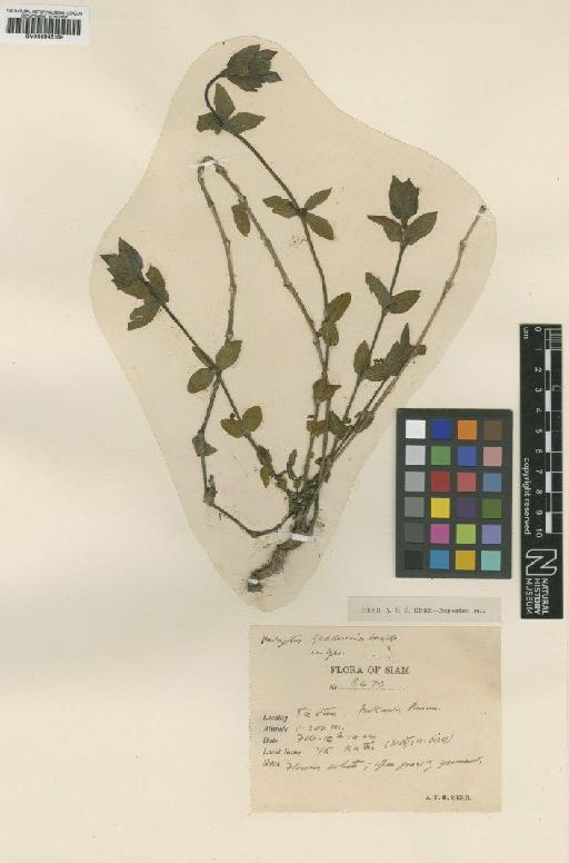 Hedyotis geddesiana Craib - BM000945159