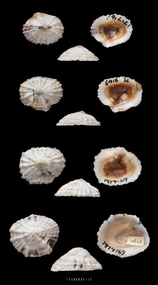 Siphonaria bifurcata subterclass Tectipleura Reeve, 1856 - 1979169, SYNTYPES, Siphonaria bifurcata Reeve, 1856