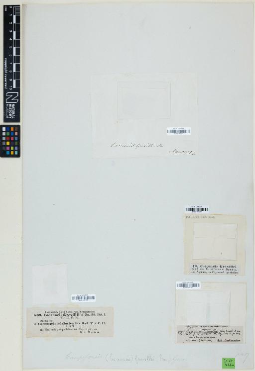 Campyloneis grevillei (W.Sm.) Grunow & Eulenst. - 001167254_BM001167255_BM001167256_BM001167257