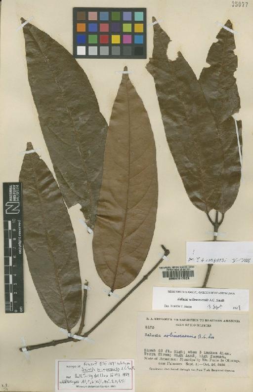 Salacia solimoesensis A.C.Sm. - BM000617824