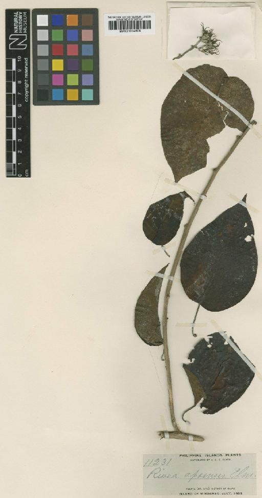 Ipomoea apoensis (Elmer) J.R.I.Wood & Scotland - BM001014508