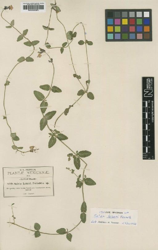 Salvia lozani Fernald - BM000992974