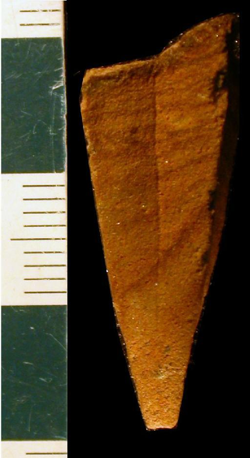 Metaconularia anomala (Barrande, 1867) - CL 505. Metaconularia ? anomala (specimen)