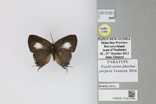 Hypolycaena phorbas purpura Tennent, 2016 - 013376694_Hypolycaena_phorbas_purpura_Tennent_2016_PT