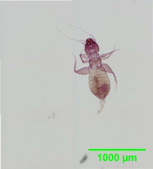 Liposcelis pubescens Broadhead & Richards, 1947 - 010150929__2016_03_17_s6