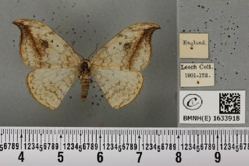 Drepana falcataria (Linnaeus, 1758) - BMNHE_1633918_200969