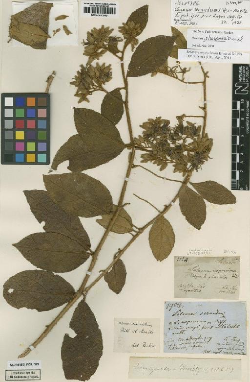 Solanum aturense Humb. & Bonpl. ex Dunal - BM000887998