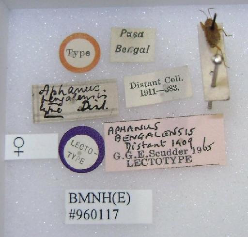 Aphanus bengalensis Distant, 1909 - Aphanus bengalensis-BMNH(E)960117-Lectotype female labels