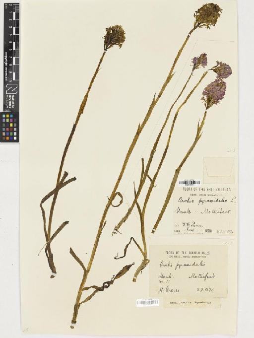 Anacamptis pyramidalis (L.) Rich. - BM001164519