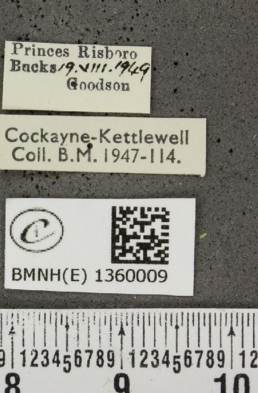Lysandra bellargus ab. caeruleo-cuneata Tutt, 1909 - BMNHE_1360009_label_181549
