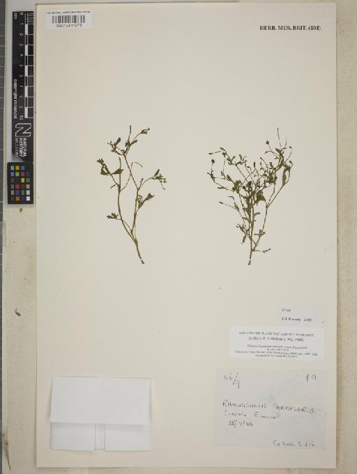 Ranunculus parviflorus L. - BM013411975