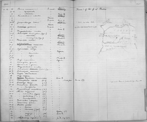 Alestes intermedius Boulenger, 1903 - Zoology Accessions Register: Reptiles & Fishes: 1893 - 1903: page 335