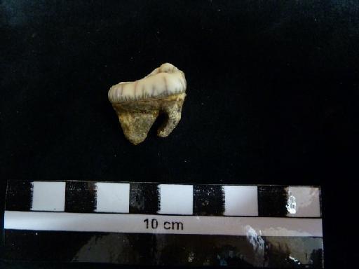 Ursus arctos Linnaeus, 1758 - M 92414. Ursus arctos lower m3 tooth. 1