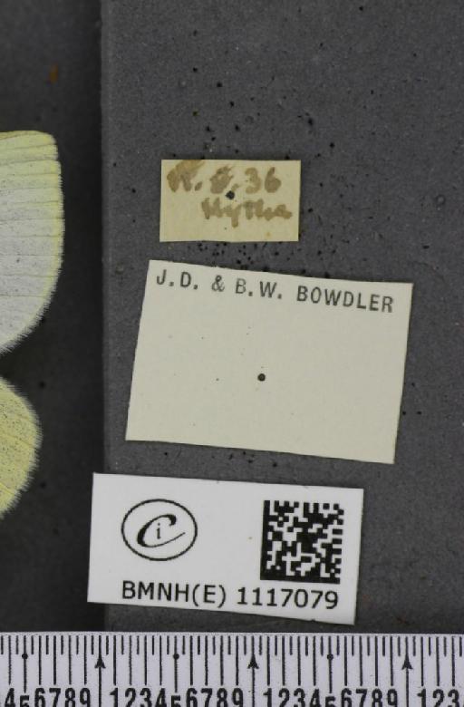 Pieris rapae rapae (Linnaeus, 1758) - BMNHE_1117079_label_73414