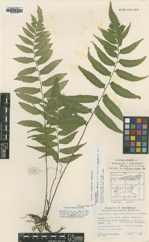 Asplenium × papyraceum (T.G.Walker & Jermy) N.Murak. & R.C.Moran - BM000937816