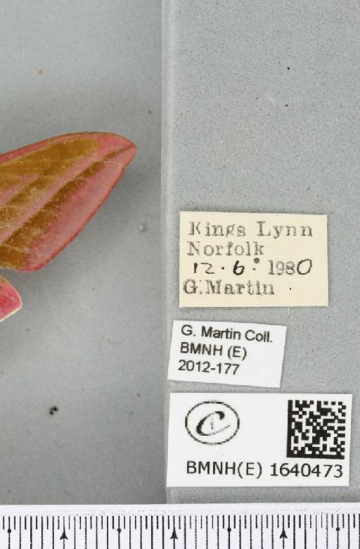 Deilephila elpenor (Linnaeus, 1758) - BMNHE_1640473_label_241069