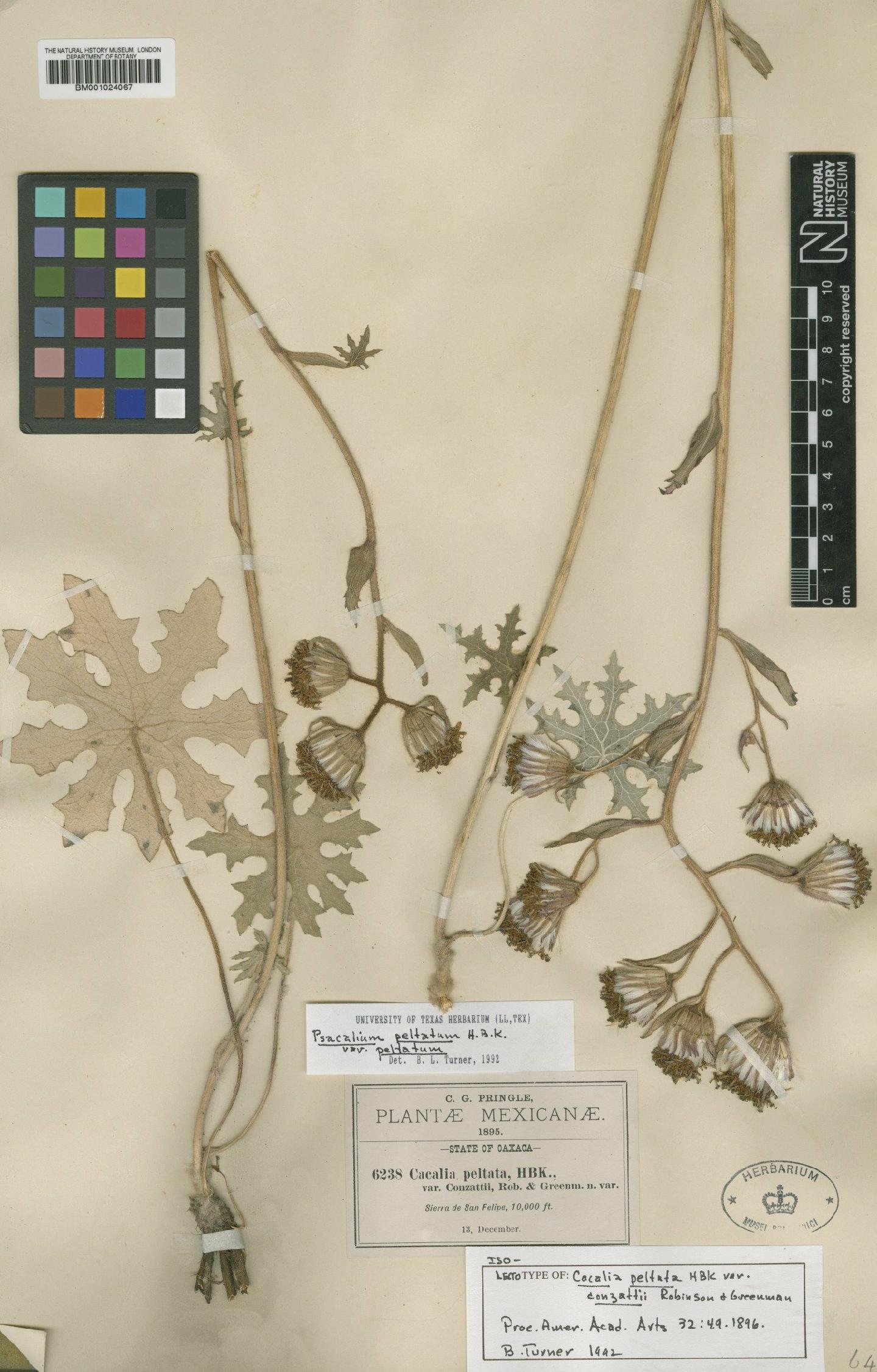 To NHMUK collection (Psacalium peltatum var. peltatum (Kunth) Cass.; Isolectotype; NHMUK:ecatalogue:622499)