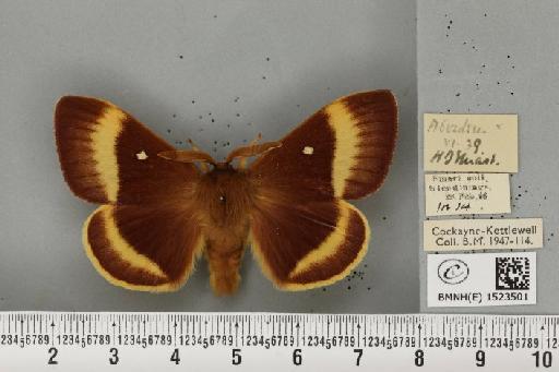 Lasiocampa quercus callunae Gillette & Palmer, 1847 - BMNHE_1523501_193345
