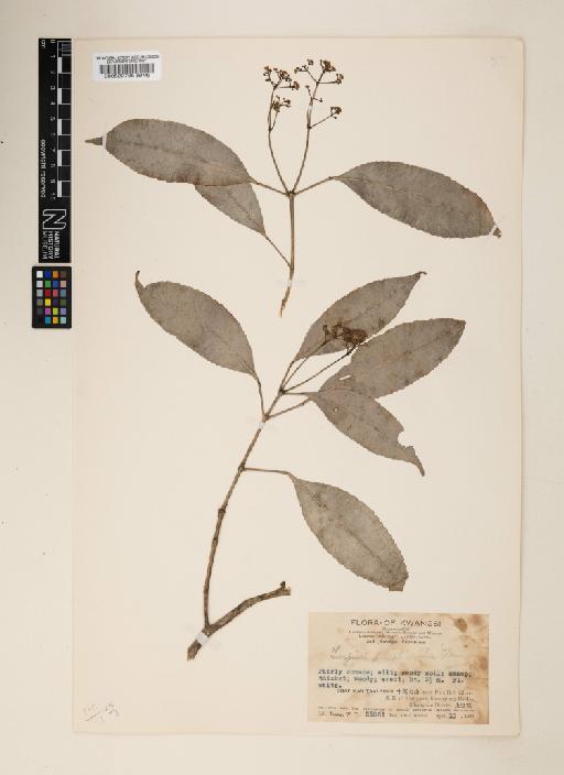 Dalrympelea simplicifolia - 000520765