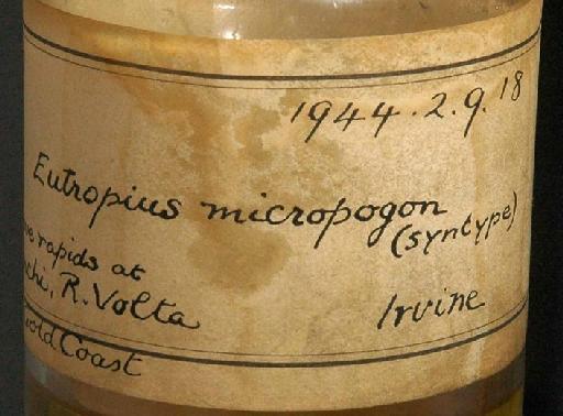 Eutropius micropogon Trewavas, 1943 - 1944.2.9.18; Eutropius micropogon; image of jar label; ACSI project image