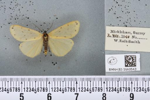 Setina irrorella (Linnaeus, 1758) - BMNHE_1660543_258980