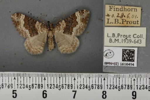 Epirrhoe galiata ab. brunneata Kitt, 1925 - BMNHE_1616494_316905