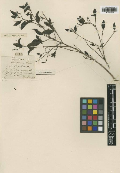 Helixanthera sampsonii (Hance) Danser - BM000951250
