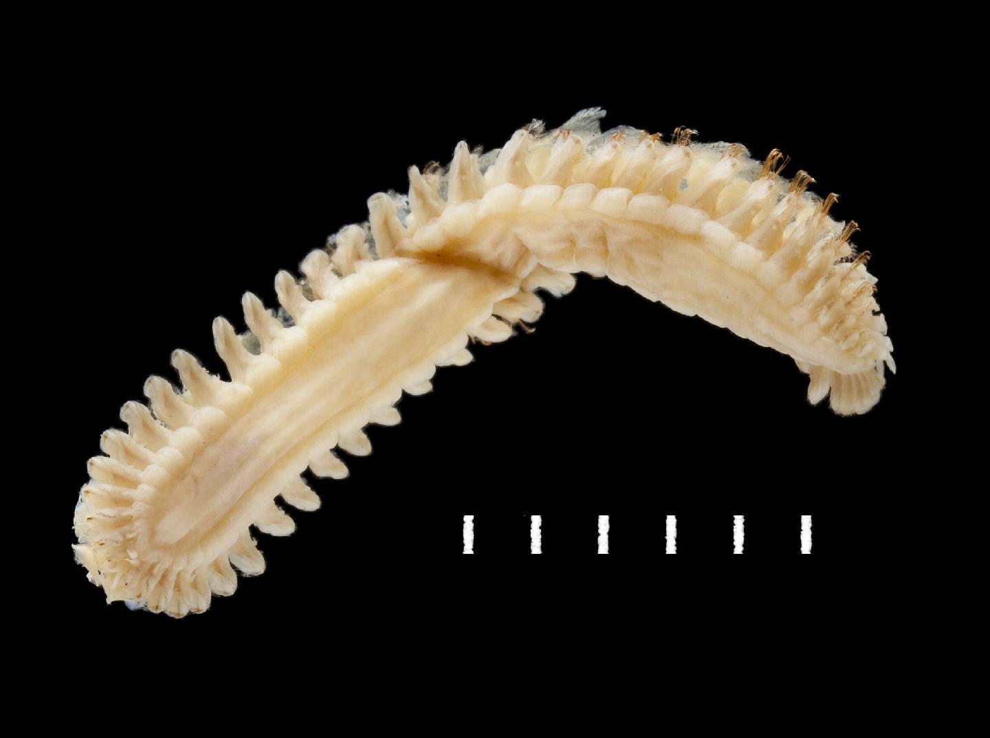 To NHMUK collection (Grubeulepis tebblei Pettibone, 1969; paratype; NHMUK:ecatalogue:3537068)
